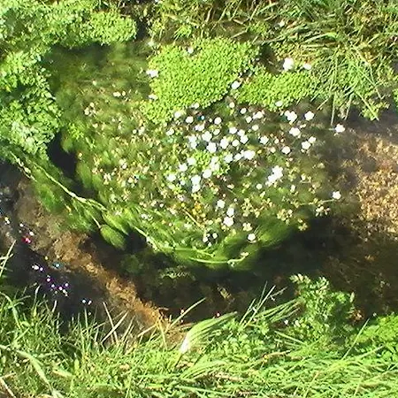 A Velha Padaria